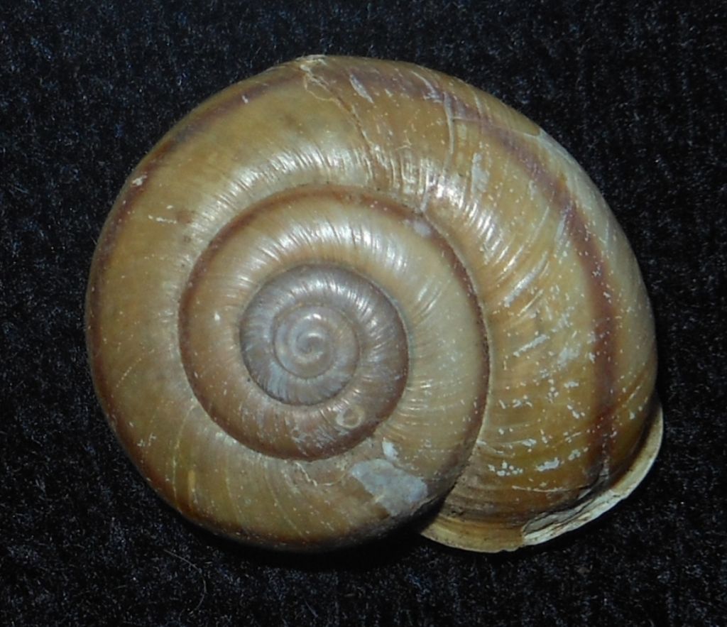 Chilostoma da identificare?